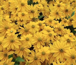 12" TP Rudbeckia Sunbeckia Ophelia - Black-Eyed Susan