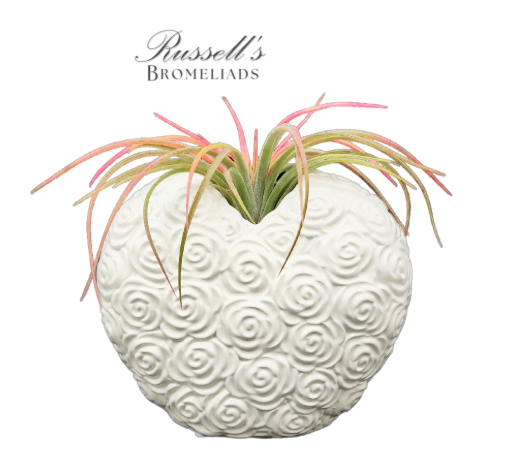 Blooming Heart Air Plant - FP0186