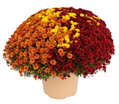 12" TP Combination Mum Patio Pot # 24 - Hailey Gold / Hailey Orange / Hailey Red Bronze