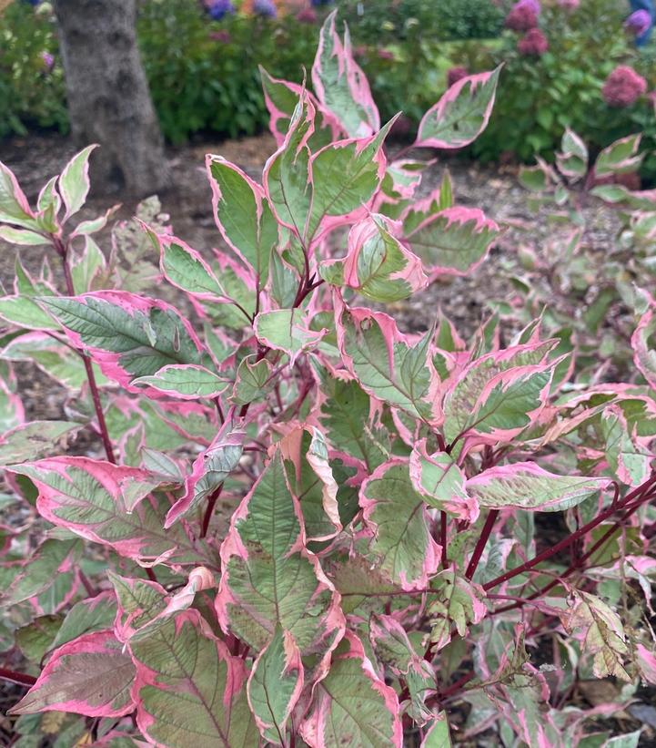 3G Cornus Alba Sgt. Pepper - Dogwood - 1020929
