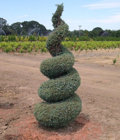 6G Chamaecyparis Pisifera Cyano-Viridis Spiral Cypress Tree - 23933-080ADD - CH0203C06