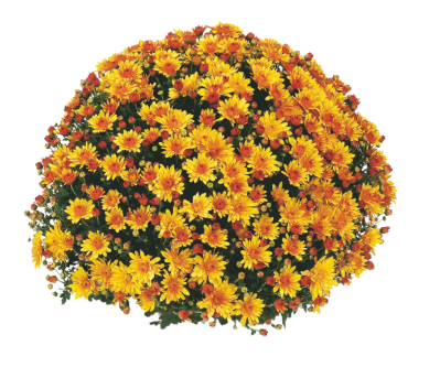 9" Mum - Conaco Gold