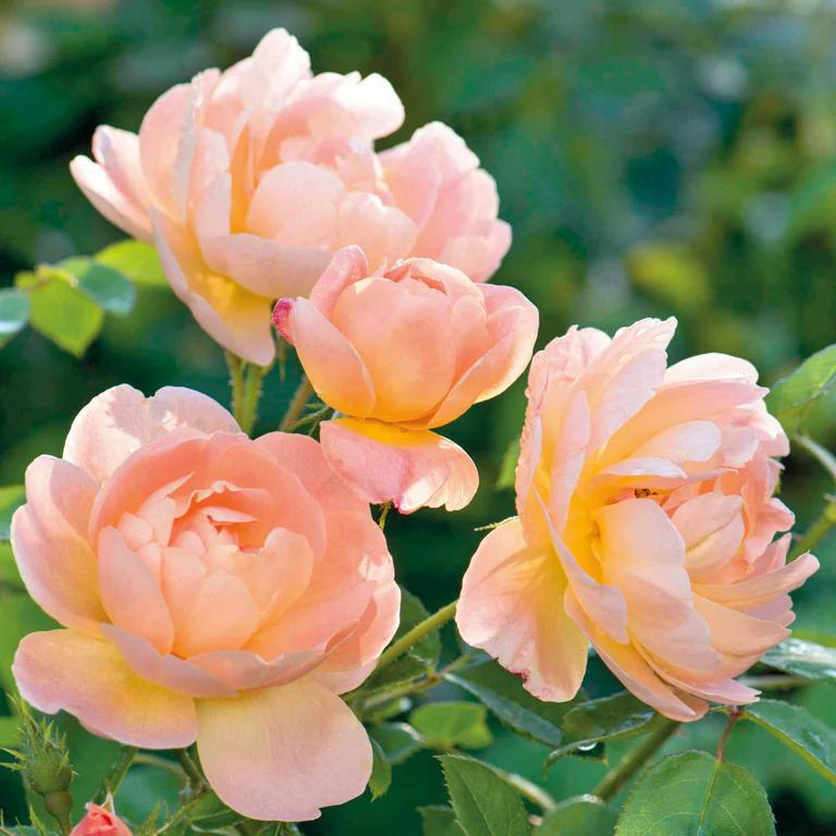 3G David Austin Rose Bush - 'The Lark Ascending' Apricot - 2185