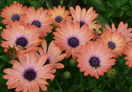 8" TP Osteospermum - African Daisy