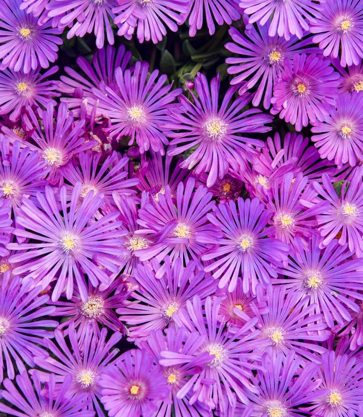 1G PW Delosperma x Kaleidoscope 'Orchid Flash' - Hardy Ice Plant - 1021267