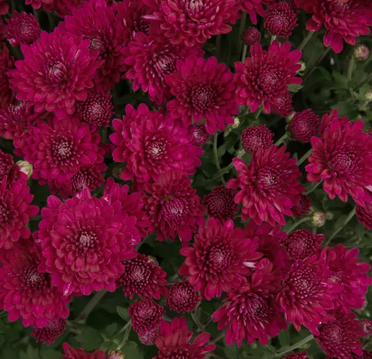 14" TP Mum Patio Pot - Pauline Purple