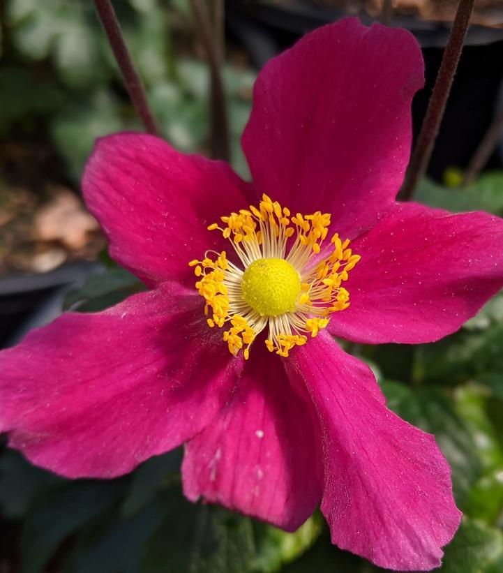 1G Anemone Fantasy 'Red Riding Hood' - Windflower - 1012277