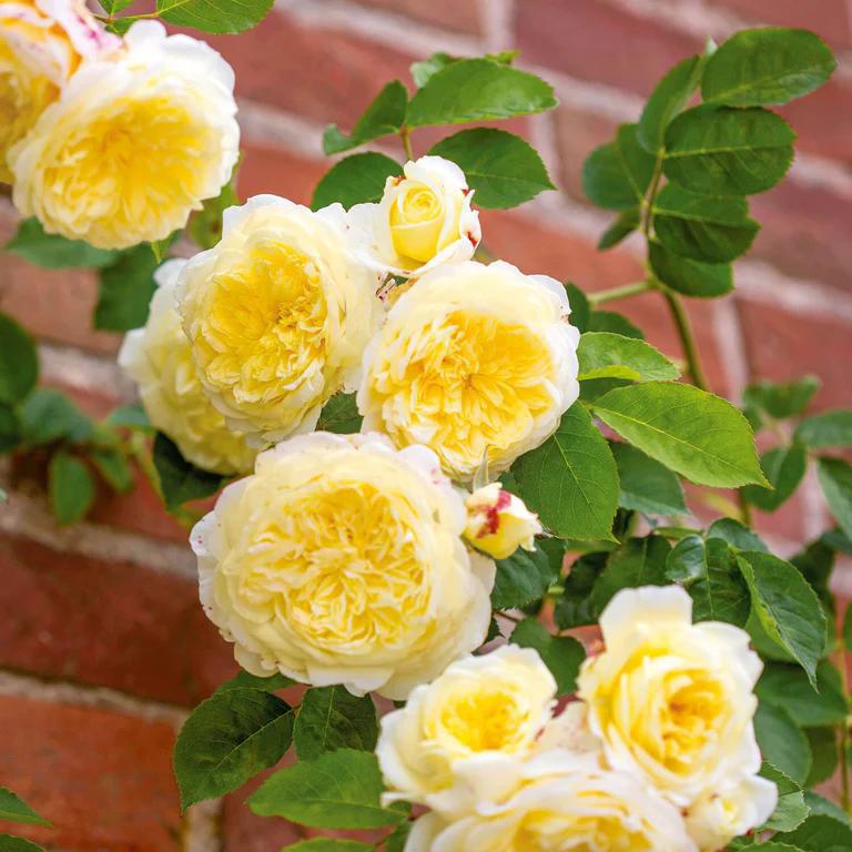 3G David Austin Rose Bush - 'The Pilgrim' Soft Yellow - 2292