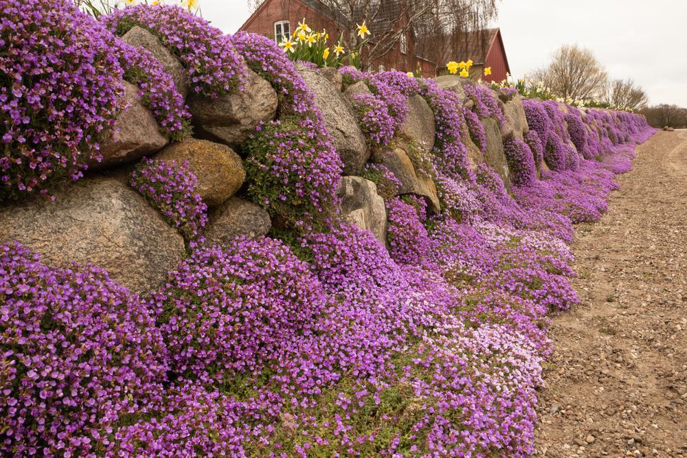 Quart Perennial Phlox Subulata Pink Full Sun