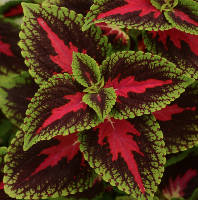 9" Coleus Volcanica French Quarter