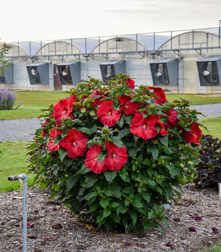 3G PW Hibiscus 'Valentine's Crush' - Rose Mallow - 1020373