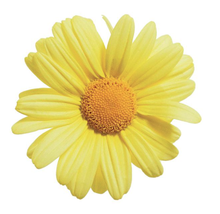 9" Argyranthemum Butterfly Yellow