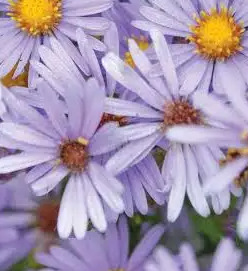 1G Aster Laevis - Blue Aster - 1021604