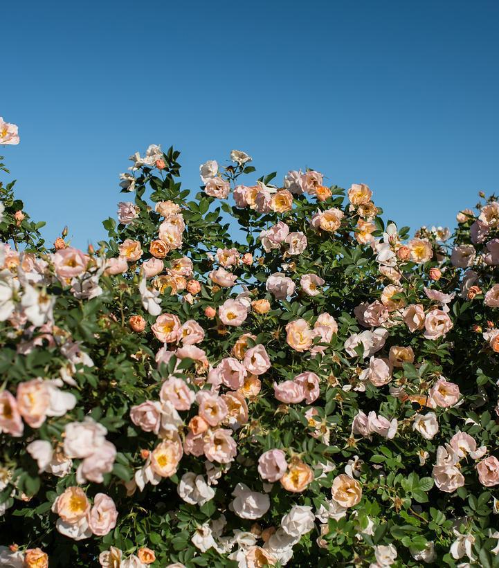 3G Rosa Above and Beyond - Climbing Rose Bush - 1008769