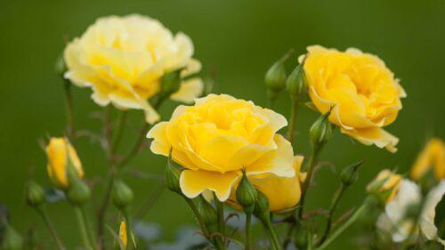 3G Easy Elegance Rose Bush - 'Yellow Submarine' Yellow - 2450