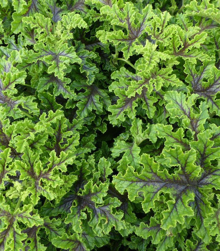 1G Pelargonium Quercifolium - Oakleaf Geranium -1020236