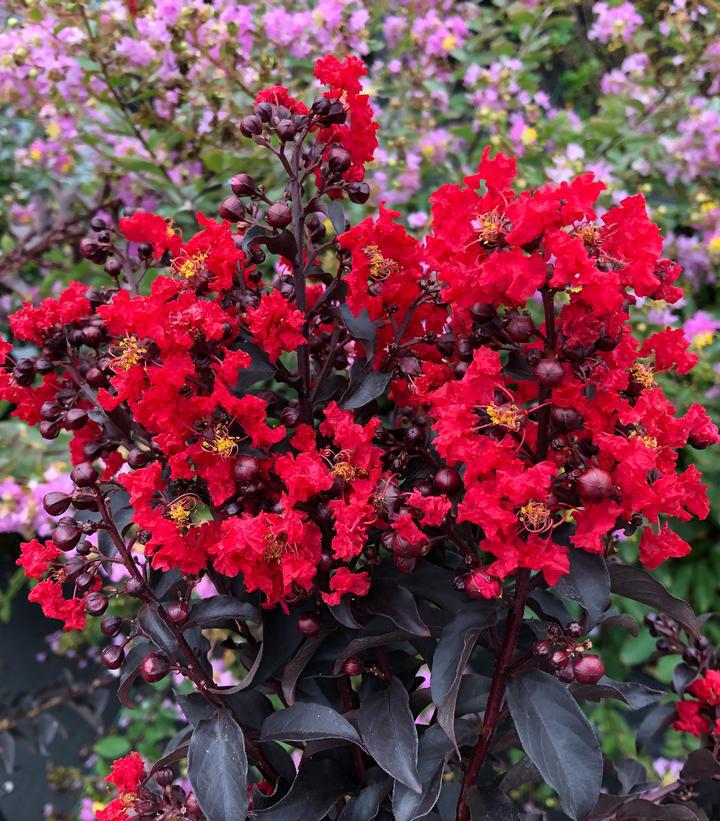 3G Lagerstroemia Indica Center Stage 'Red' - Crapemyrtle - 1021678 DISSVF