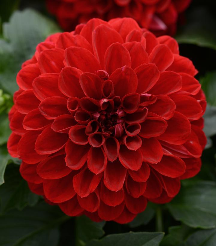 8" Dahlia Dalaya Vampire ('Baldenrek') - 1014595