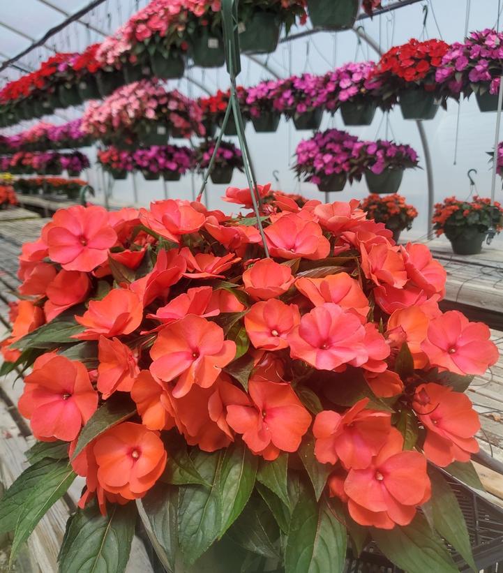 10" Deco New Guinea Impatiens - Assorted Mix - 1012760