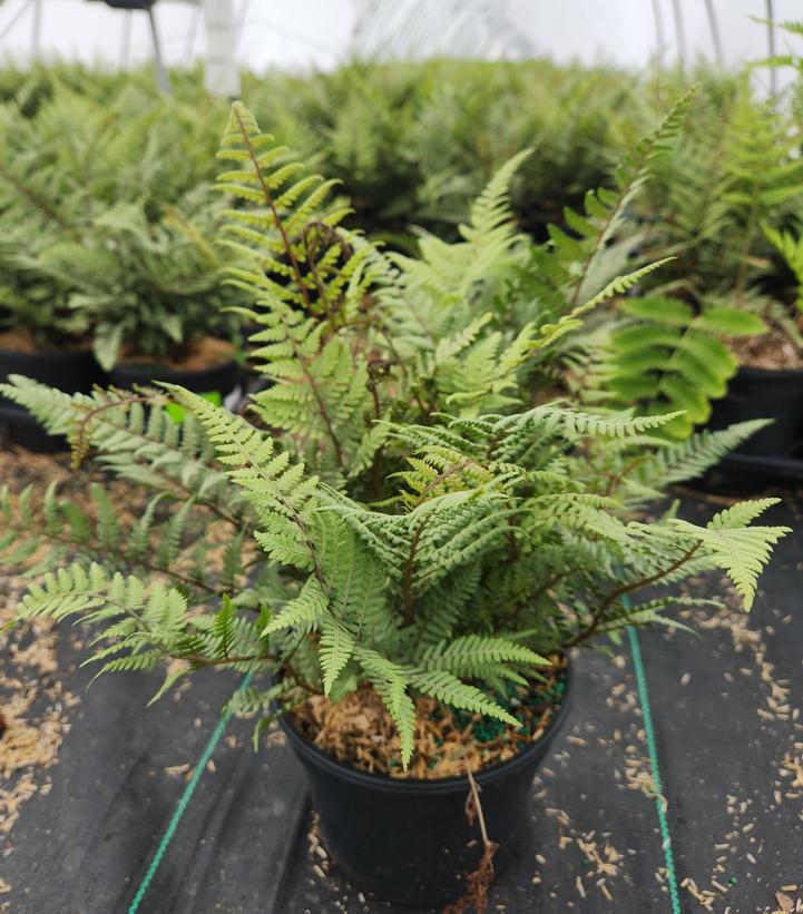 1G Athyrium Nipponicum X 'Ghost' - Fern - 1015285