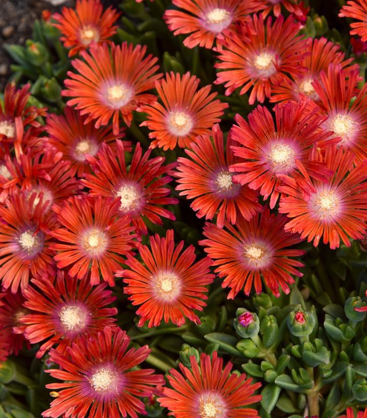 1G PW Delosperma x Kaleidoscope 'Dancing Embers' - Hardy Ice Plant - 1021266
