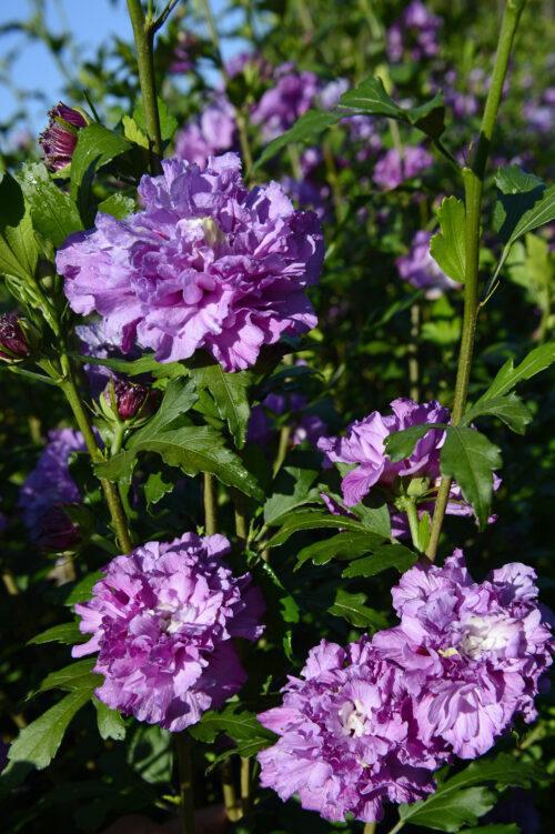 3G Hibiscus Syriacus French Cabaret Purple Hibiscus 1012447