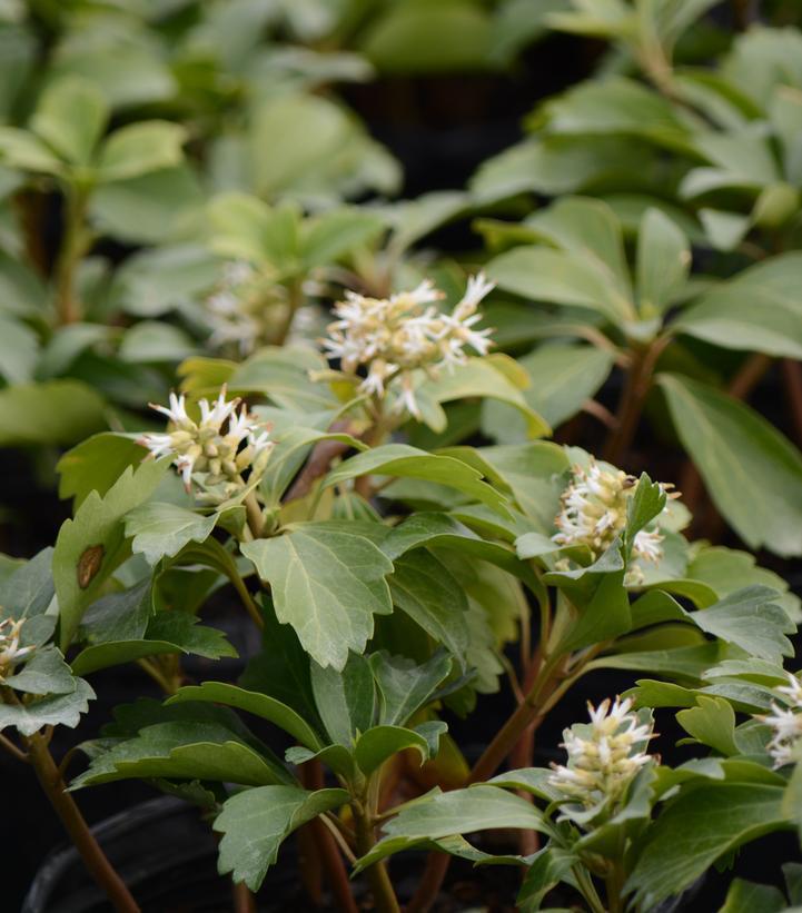 1G Pachysandra Procumbens - Allegheny Spurge - 1003765