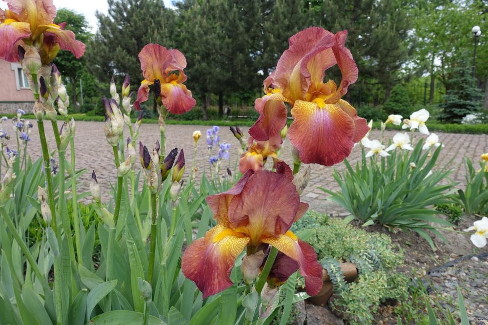 2G Iris Germanica - Ziggy (Yellow/Red) (Bearded Iris) Black Pot Perennial