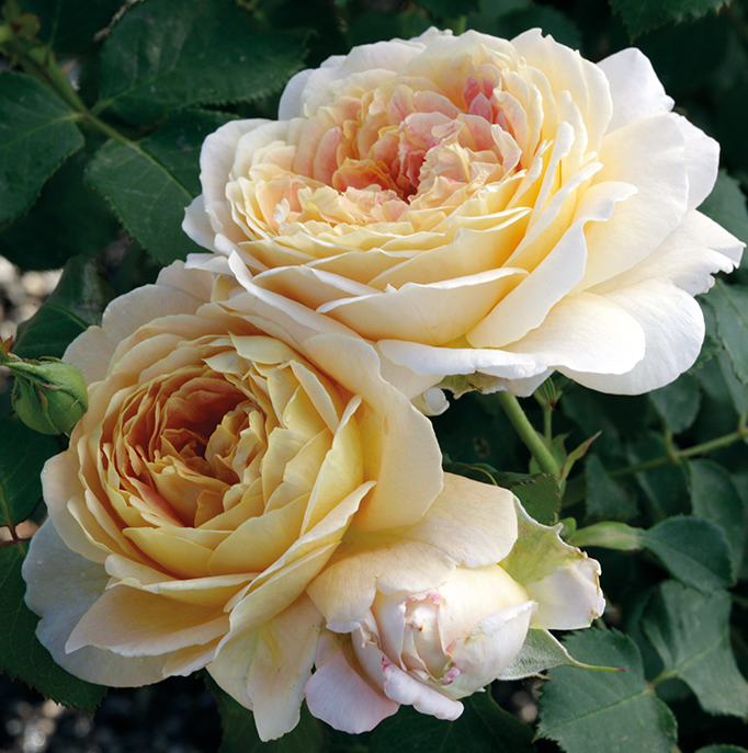 3G Rose Bush - 'Fun In The Sun' Yellow / Pink - 3330