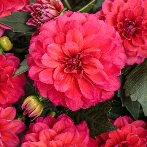 Royale PW Dahlia - Virtuoso - Rad Raz