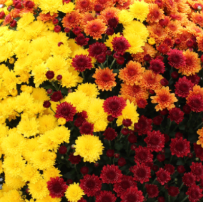 10" HB Mum Hanging Basket Combination # 08 - Jolly Cheryl Red / Sparkling Cheryl / Spicy Cheryl Orange