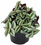 5" Tradescantia Purple - Wandering Jew - G3080