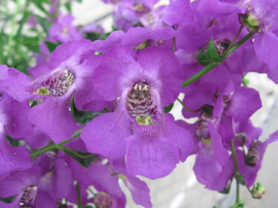 9" Angelonia Carita Purple