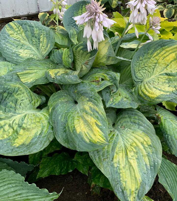 1G Hosta Shadowland 'Sound of Music' - 1021274