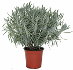 4" Lavandula Intermedia - F2734