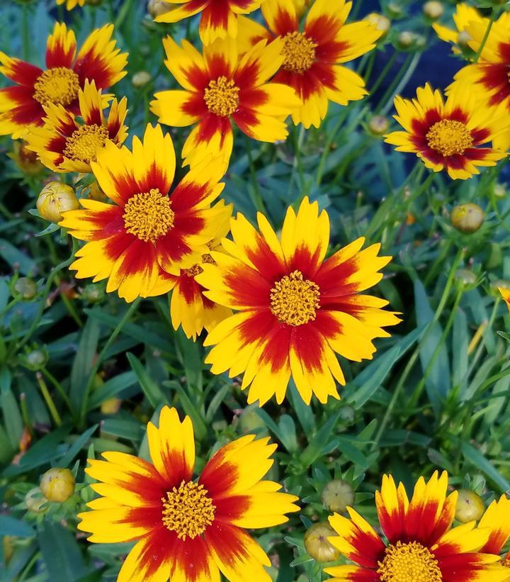 1G Coreopsis Li'l Bang 'Daybreak' - Tickseed - 1010600