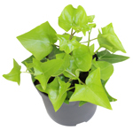 5" Senecio Macroglossus - G5719