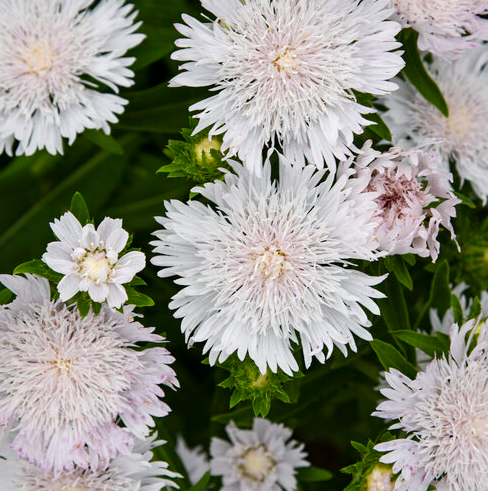 1G PW Stokesia - Whitecap