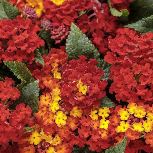 Royale PW - Lantana - Luscious Royale Red Zone