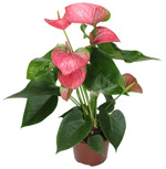 5" Anthurium Pink - T4373