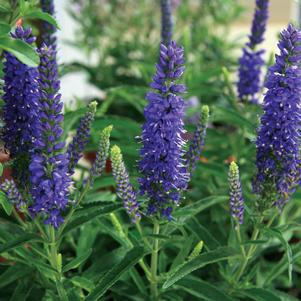 8" VERONICA MOODY BLUES 'Dark Blue' (Speedwell) 1008874
