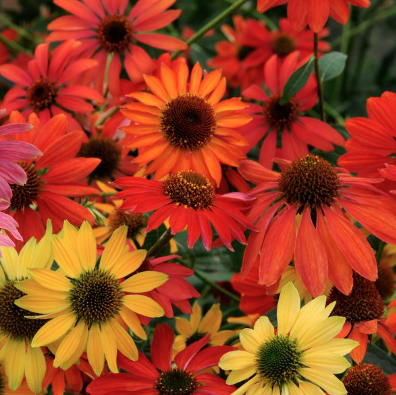 9" Echinacea Cheyenne Spirit Mix