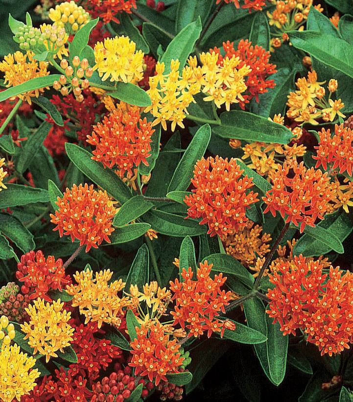 1G Asclepias Tuberosa 'Gay Butterflies' - Butterfly Weed - 1008523