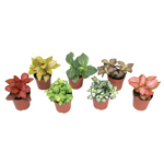 3" Fittonia Assorted T2560