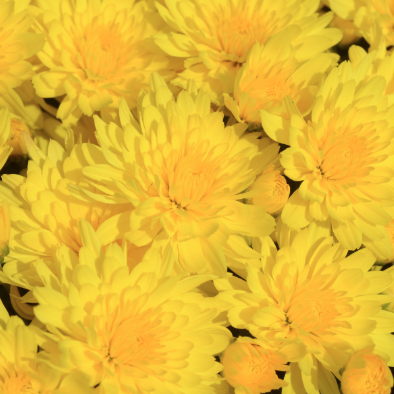10" HB Mum Hanging Basket - Honeyblush Yellow