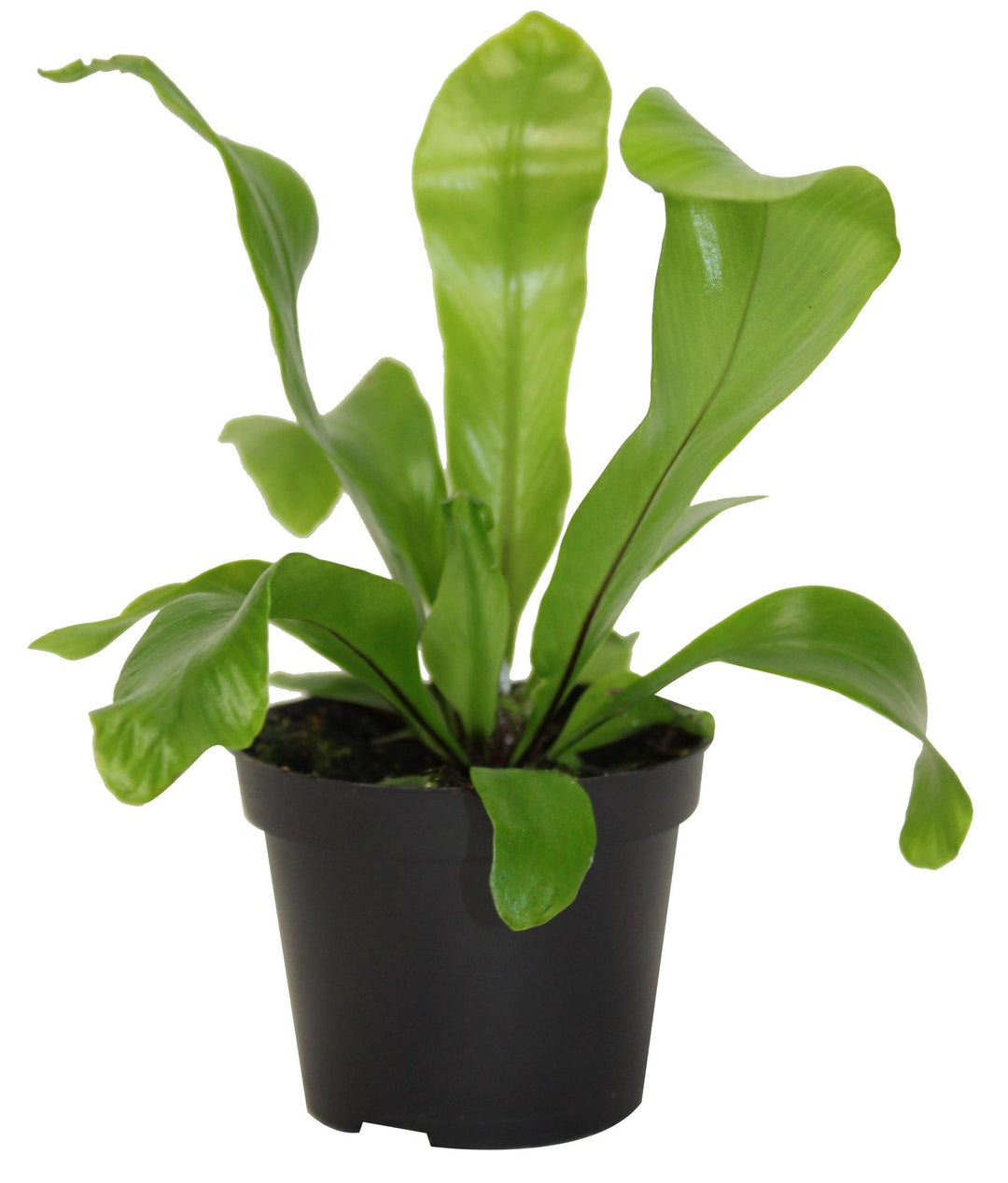 2.5" Crispy Wave Fern T4118