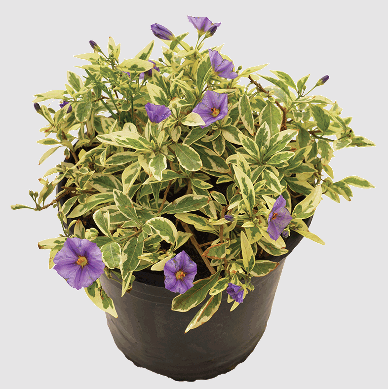 10" Solanum Rantonnetii Variegatum - Potato Bush