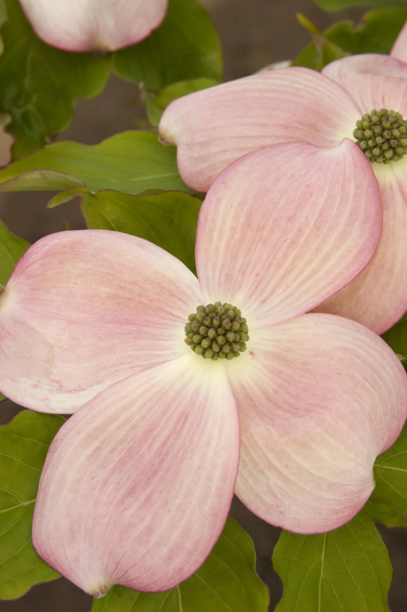 7G Cornus X Stellar Pink Dogwood - 1000743