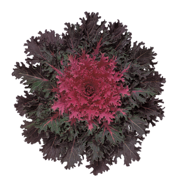 9" Ornamental Flowering Kale - Coral Queen