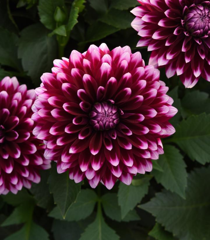 8" Dahlia Dalaya 'Purple White' - 1014593